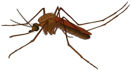 File:Mosquito female.svg