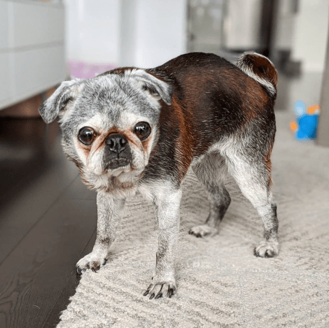 Screen-shot-2020-01-25-at-4.16.54-pm