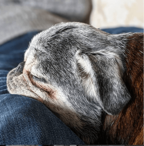 Screen-shot-2020-01-25-at-4.16.43-pm