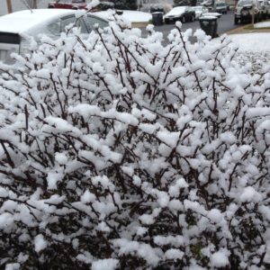snow_bushes_2019