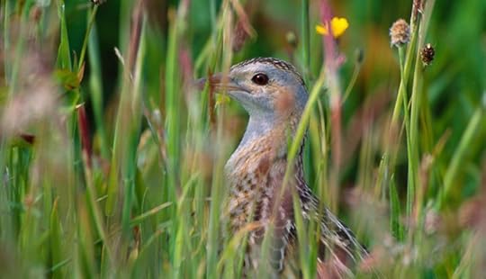 Corncrake hidden in the meadow grasse