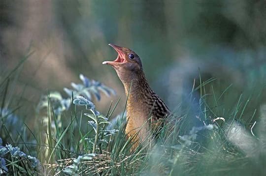 Corncrake on the Isle of Coll