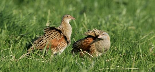 Corncrakes in the grass RSPB photograph