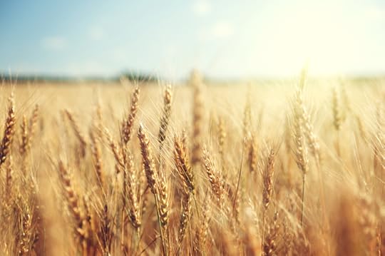Wheat Imagery