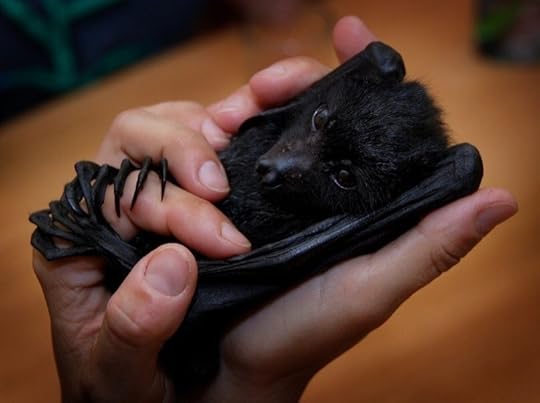 bat, animal, and black and white image