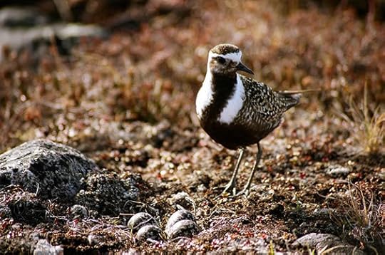 Golden plover beside her clutch of eggs