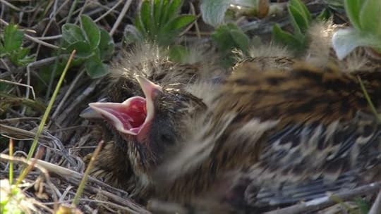 Lapland longspur chick