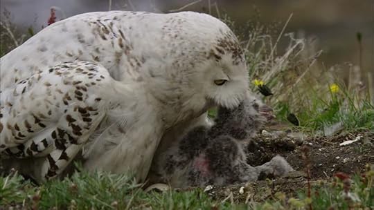 Snowy Owl and chick