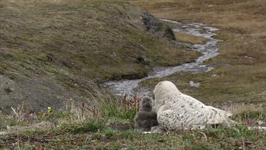 Snowy Owl and chick