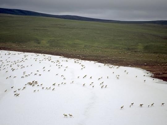 Caribou migrating across the Alaskan tundra by Joel Satore