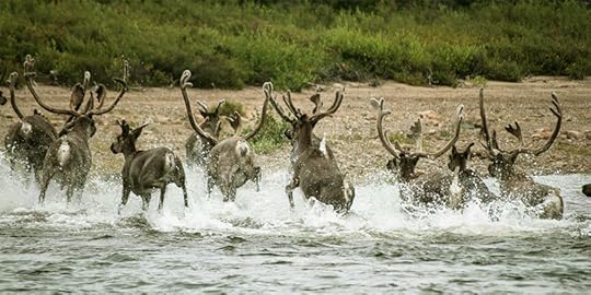 Caribou herd crossing a river