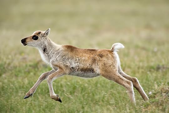 Caribou calf