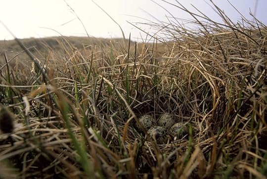Four plover eggs on the tundra by Joel Satore