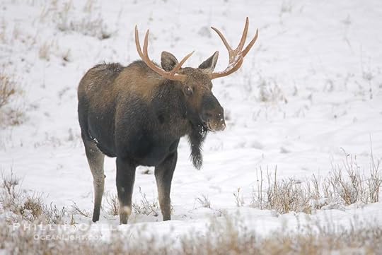 Image result for moose in the snow