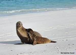 Sea lion and her baby at Gardner bay, Espanola, Galapagos Islands, Photo by Lisa Niver