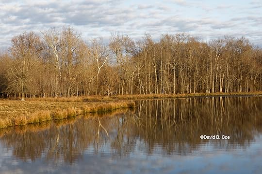 Farm Pond Reflection, by David B. Coe