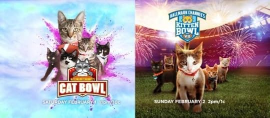 kitten-bowl-cat-bowl