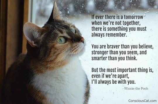 cat-window-always-with-you