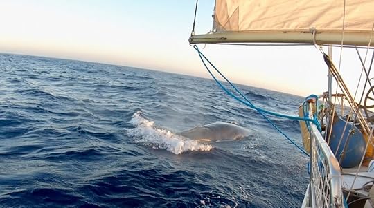 Whale sighting in the Atlantic Ocean