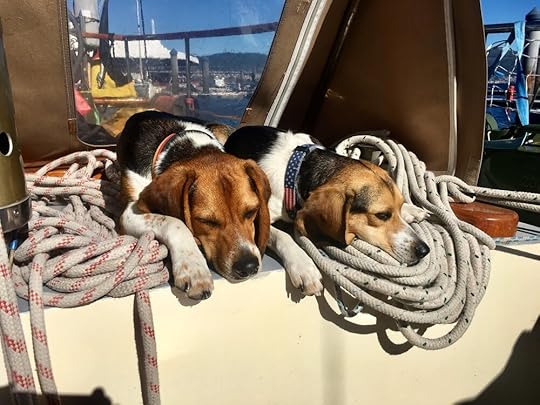 Sailing and Traveling with Dogs