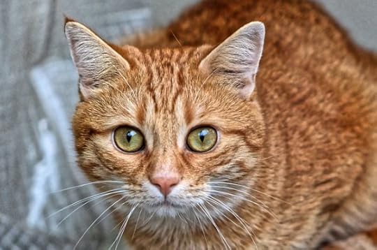 feline-facial-expressions