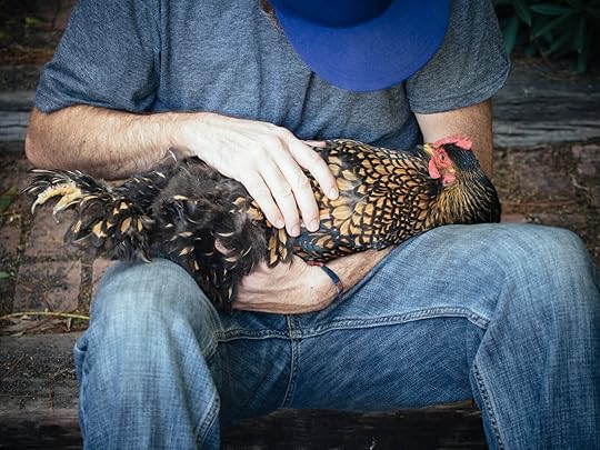 Hold your chicken on her back to keep her docile