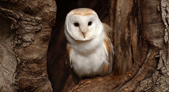 Image result for owl in barn