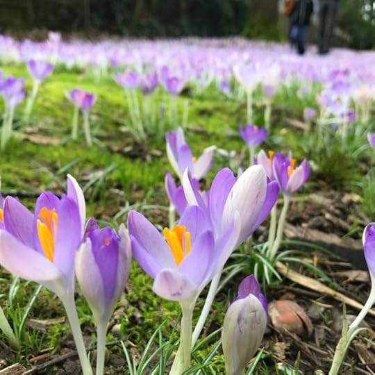 field of crocuses blooming in Wilshire Park, Portland, OR