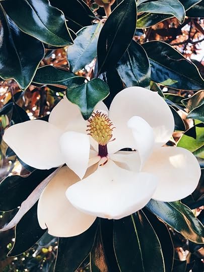 My New Orleans Favorites, Winter + Spring 2020