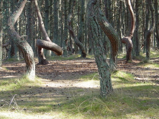 Image result for drunken forest"