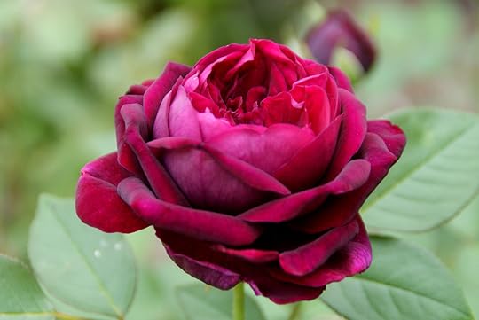 Image result for september rose