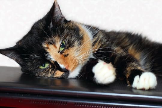 cat-computer-unplug