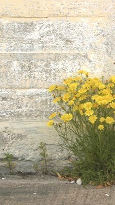 weeds.jpg
