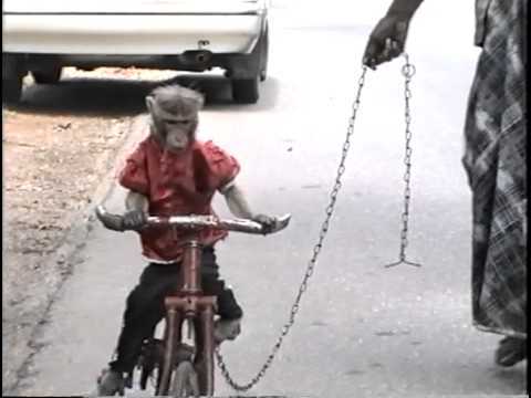 Image result for monkey riding a bike
