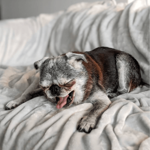 Screen-shot-2020-02-09-at-9.56.30-am