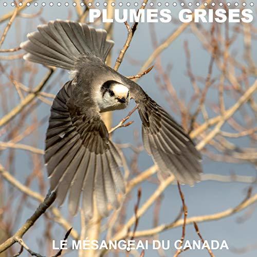 PLUMES GRISES - LE MESANGEAI DU CANADA 2020: Rencontre avec le mesangeai du Canada
