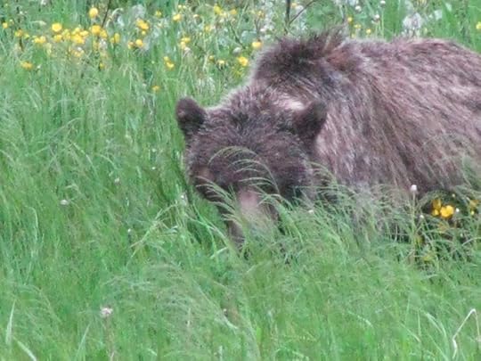 Image may contain: outdoor and nature