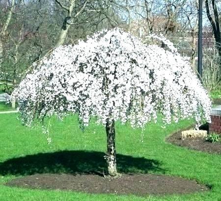 dwarf trees for landscaping zone 6