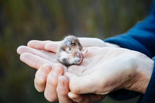 Western Pygmy Possum