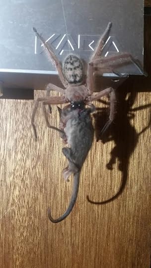Huntsman spider eating a pygmy possum