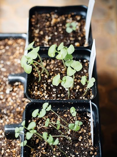 DIY seed starting mix