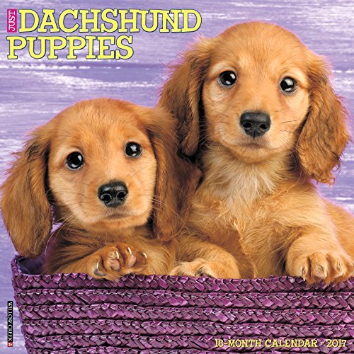 Just Dachshund Puppies 2017 Calendar