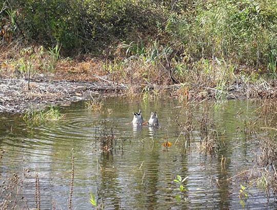 BerniceRocque_ducks.jpg