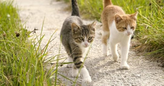 program manager vs project manager