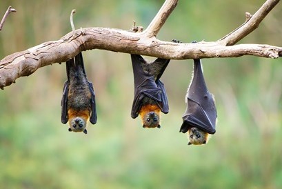spectatorbats.jpg
