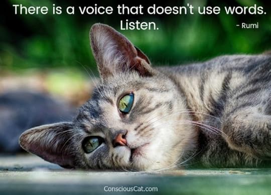 voice-listen-rumi-cat