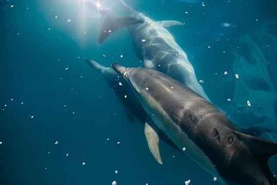 dolphins swimming in the sea