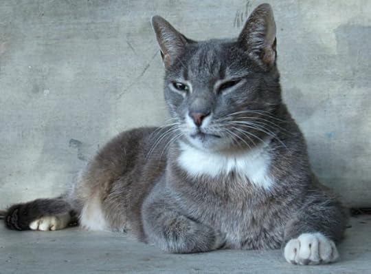 feline-cognitive-dysfunction