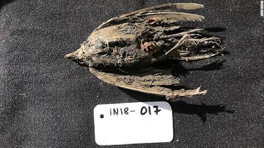 The 46,000-year-old specimen was identified as a horned lark.