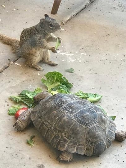 turtandsqurlblog.jpg